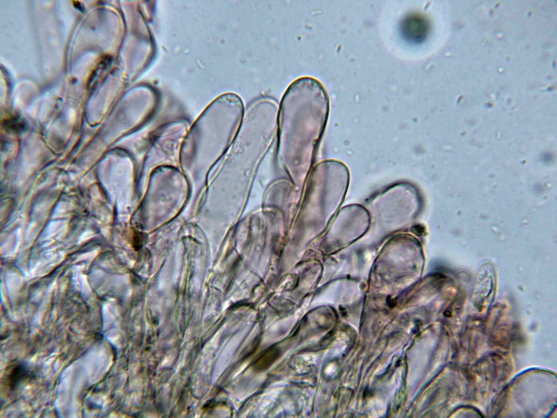 Microscopía de Lepiota oreadiformis - 10 - Suprapellis-001